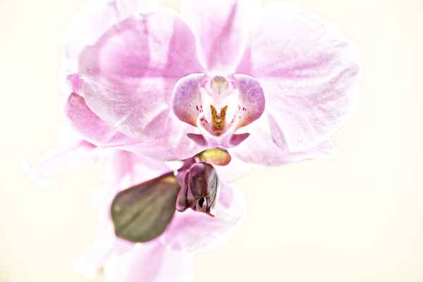 Orchidee