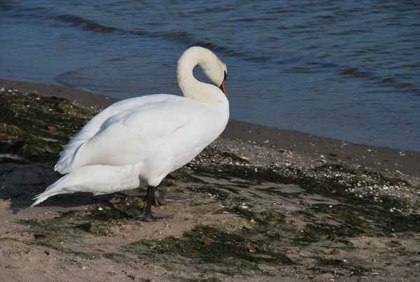 Höckerschwan am Ostseestrand