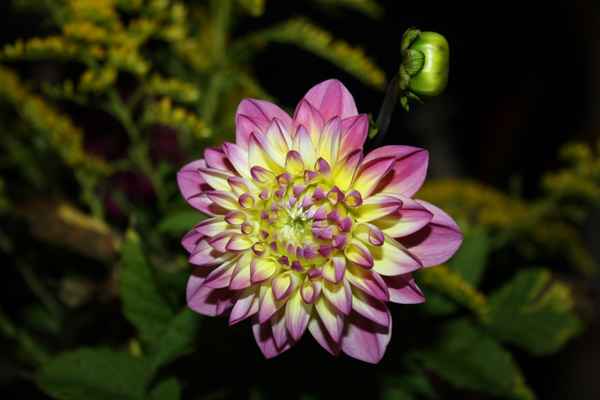 Dahlienblüte