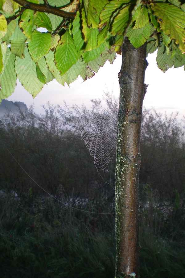 Herbsttau