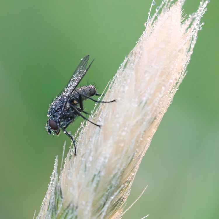 Fliege in der Morgendusche