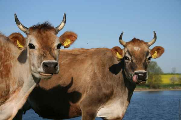 Auf den Pleißewiesen bei Windischleuba