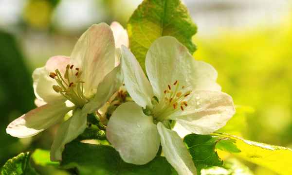 grahams jubileumsapfel