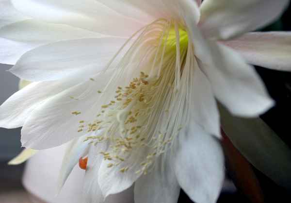 Kaktusblüte