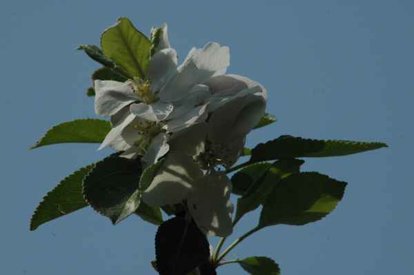 Apfelbaumblüte