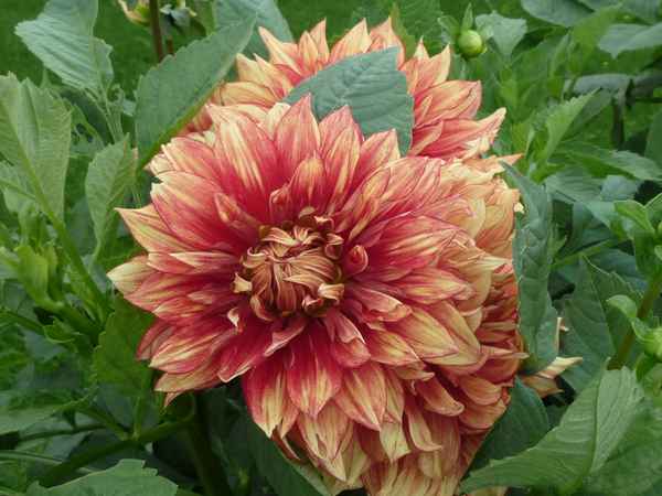 Schöne  Blumen