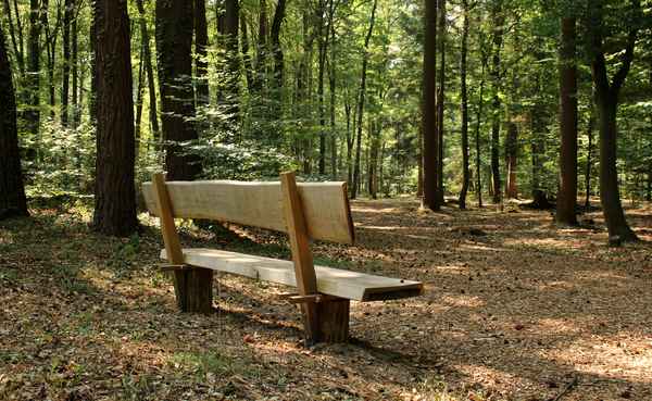 seelen-tankstelle im wald
