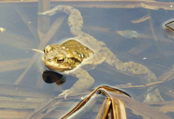 "Muß einmal Luft holen!"