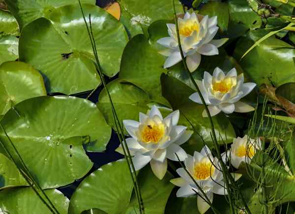 Seerosen im Teich