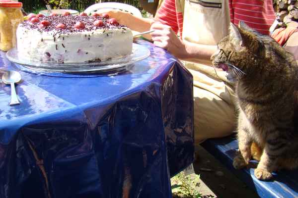 mmmhhhh, lecker Kuchen