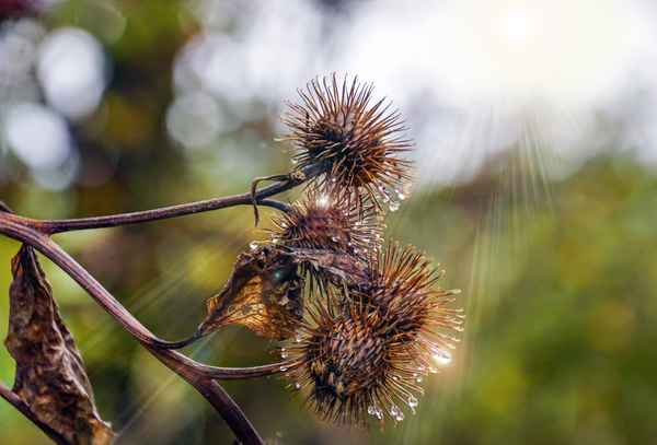 Anhänglich wie die Kletten