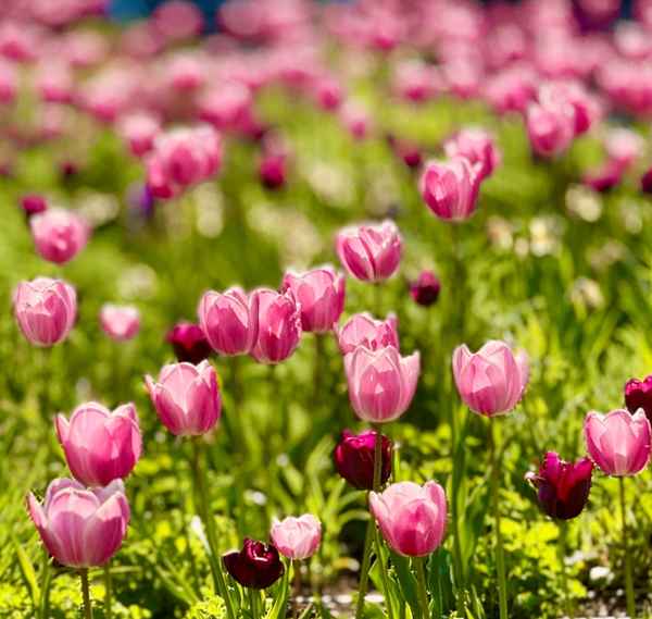 Rosa Tulpen zur Gartenschau