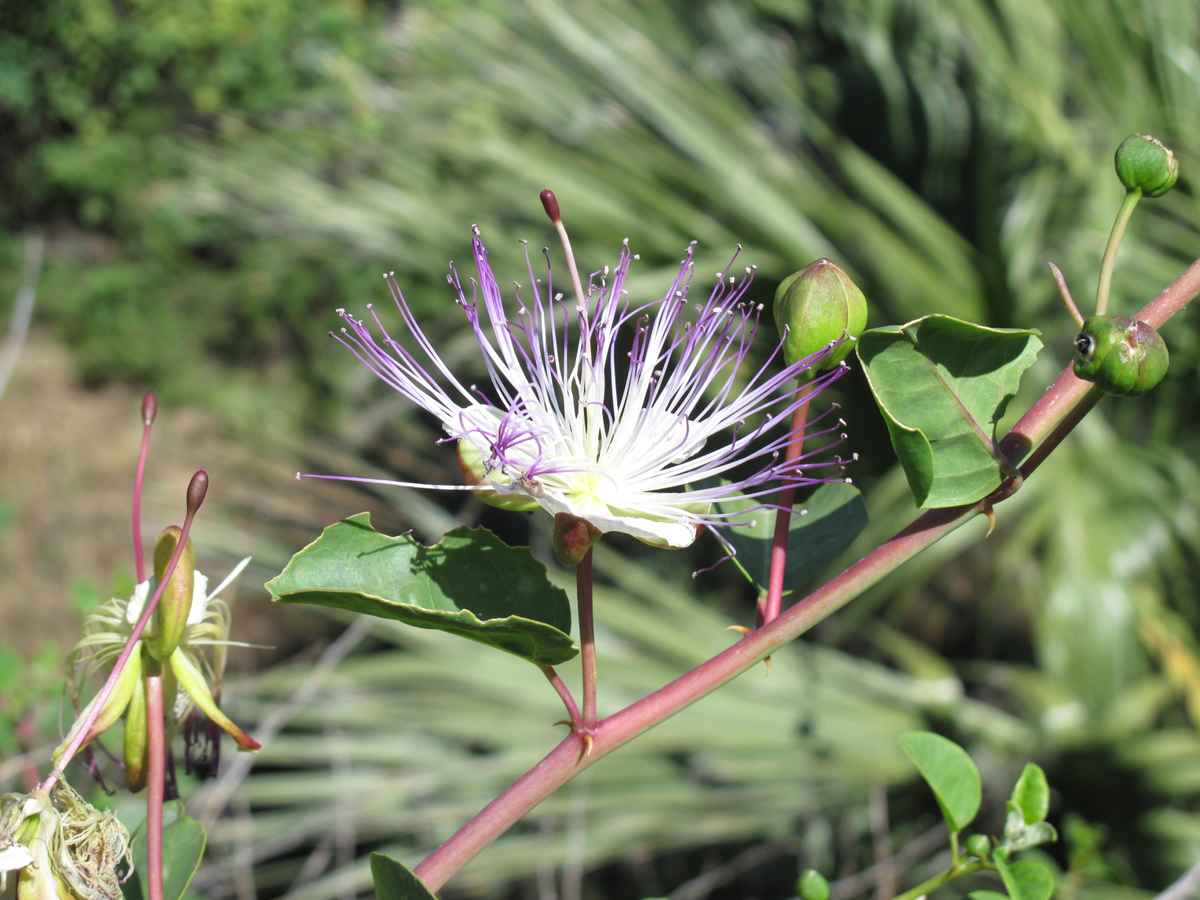 Kapernblüte