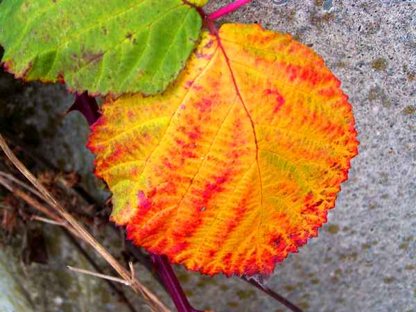 Herbstfarben