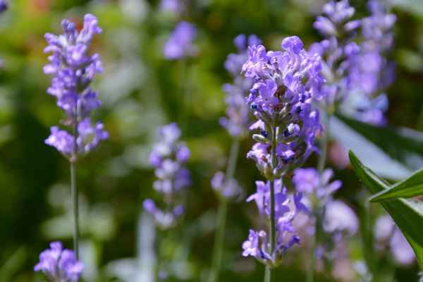 lavendel