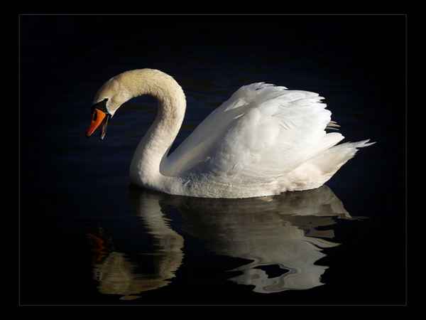 der süße .... sauer ....