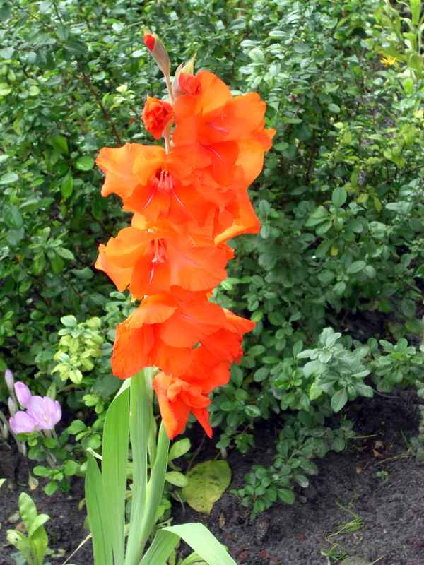 GLADIOLE