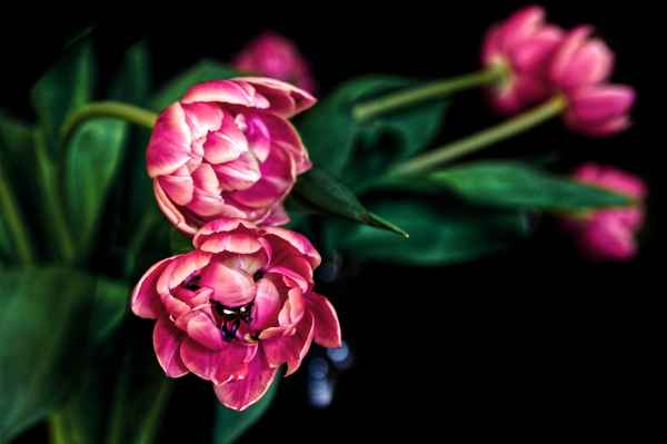 Tulpenstrauss