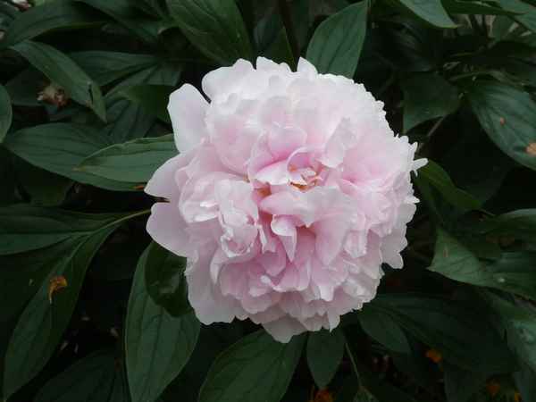 Schöne  Blume