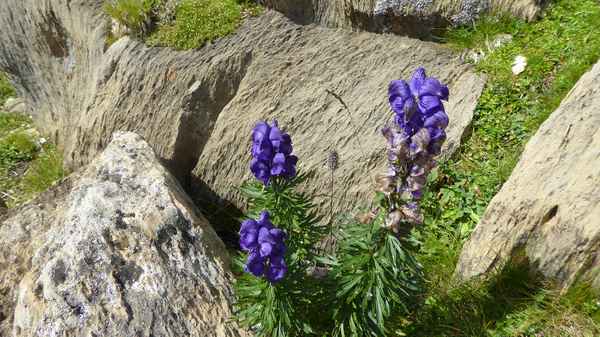 Blüten zwischen den Felsen