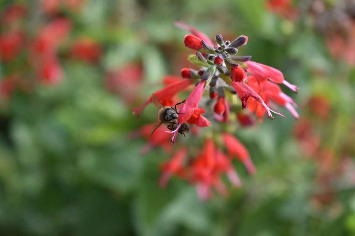 Biene bei der Arbeit