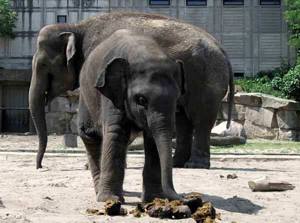 kleiner elefant