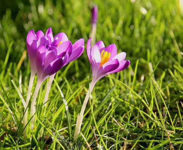 HALLO FRÜHLING I