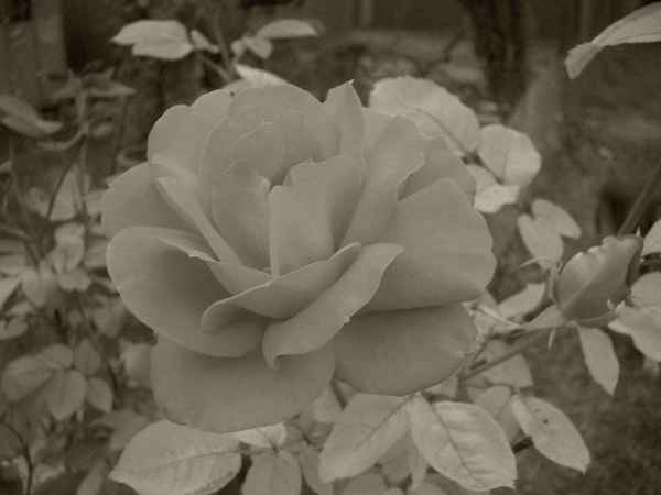 Rose - schwarz/weiss