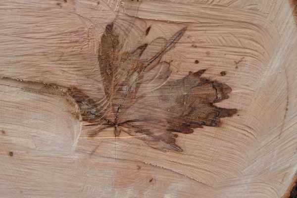 «Herbstblatt» im aufgesägten Stamm