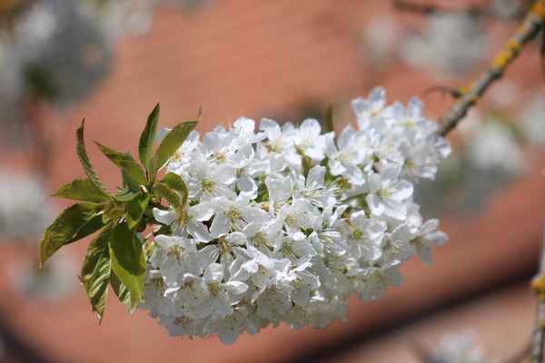kirschblüte