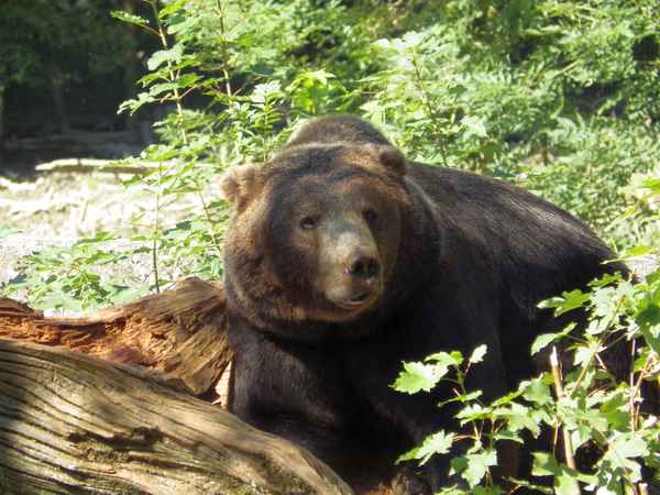 Europäischer Braunbär