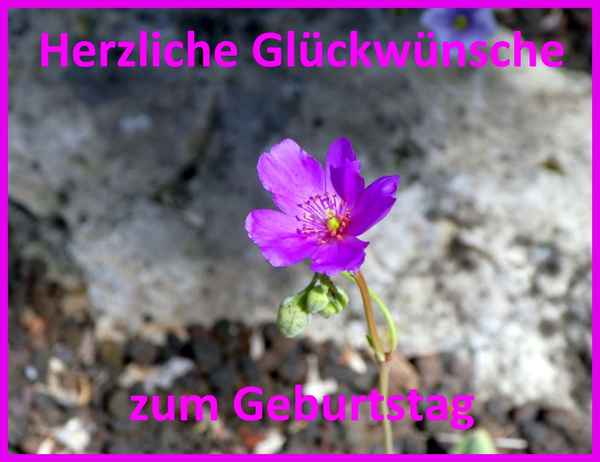 Geburtstagswünsche