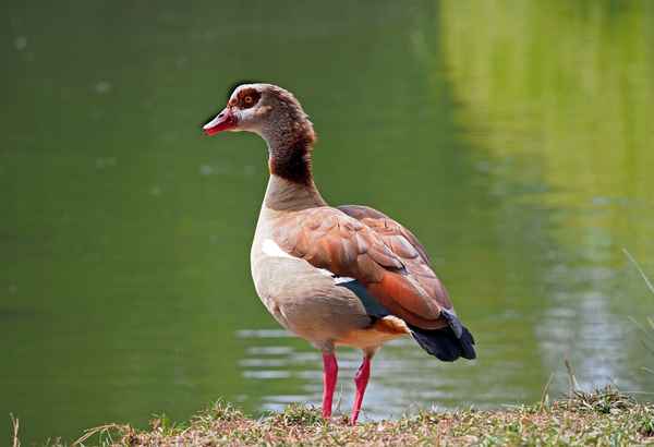 Nilgans