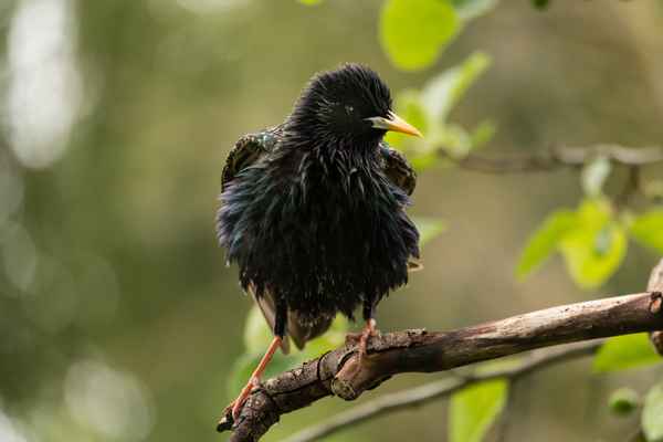 Junger Star bereit zum Abflug