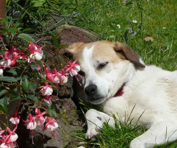 Blümchen macht Pause