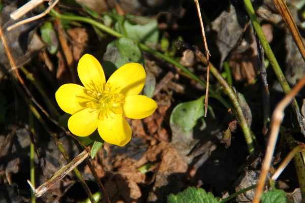 Im Schatten des Winters 03
