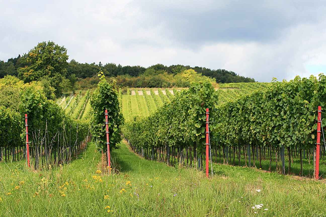  weinberg