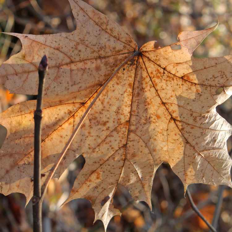 *WS* das letzte blatt am baum