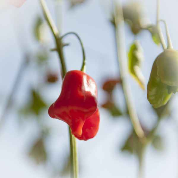Capsicum baccatum