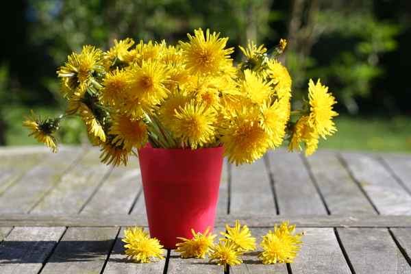 Löwenzahn in der Vase 3