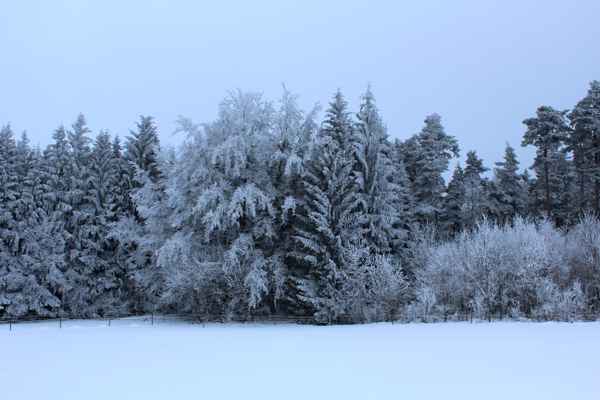 Winterlicher Wald