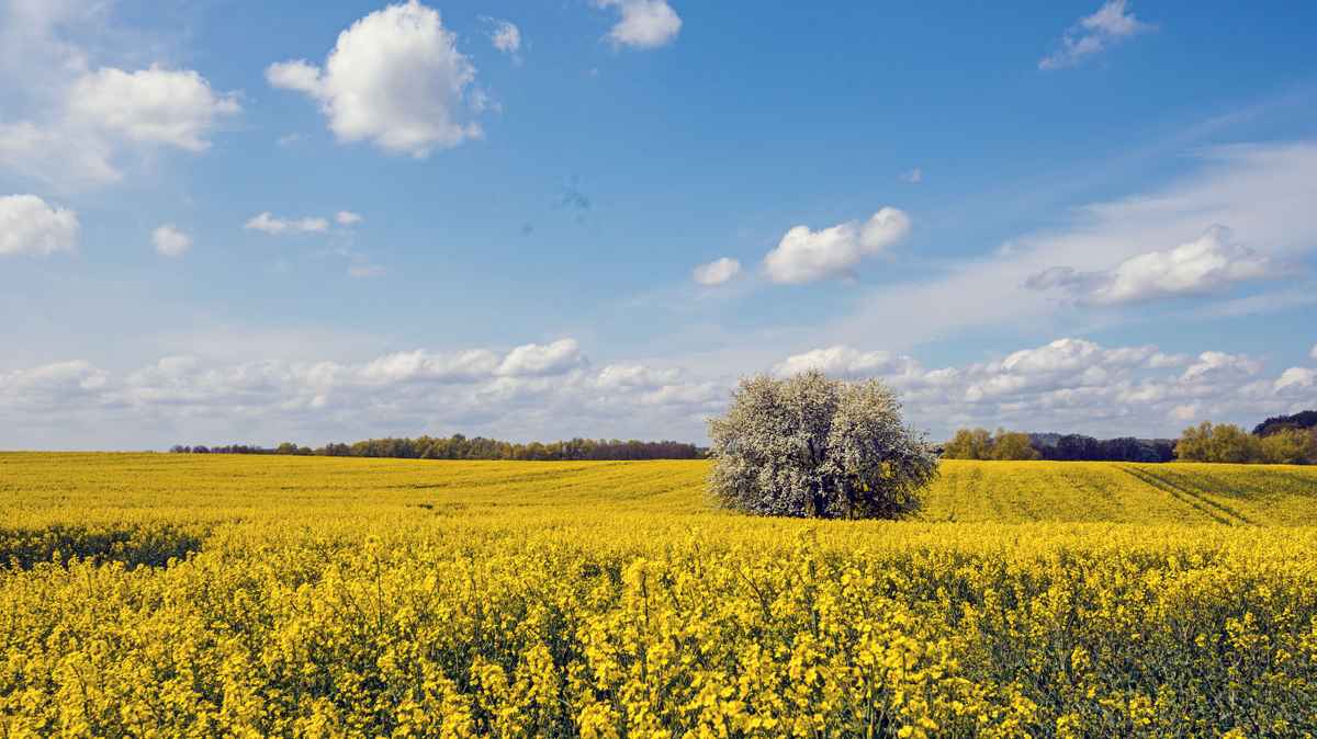 Rapsfeld im Frühling
