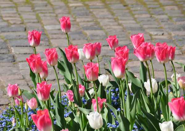 Tulpen am Wegesrand....