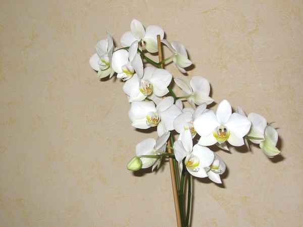 weiße Orchidee