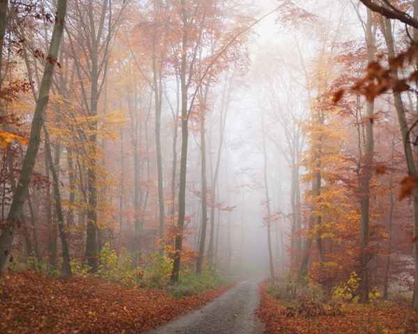 WaldStraße im Nebel