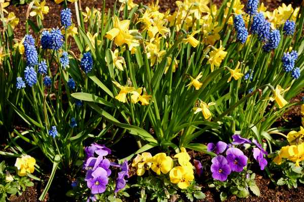 Textur Frühlingsbeet