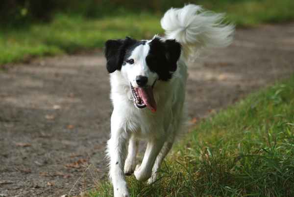 Border Collie