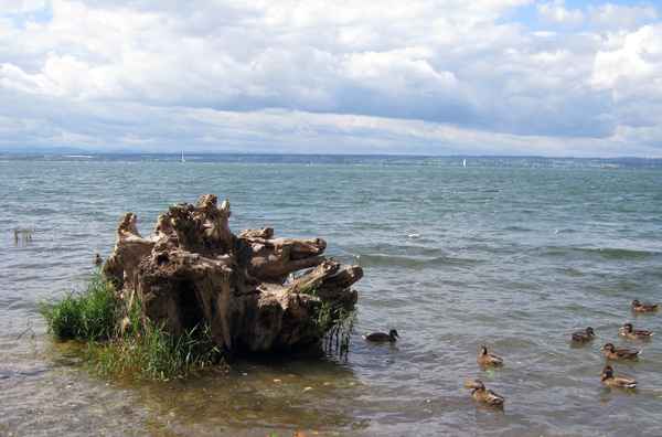 Entchen im Bodensee