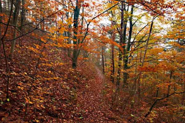 Herbstspaziergang