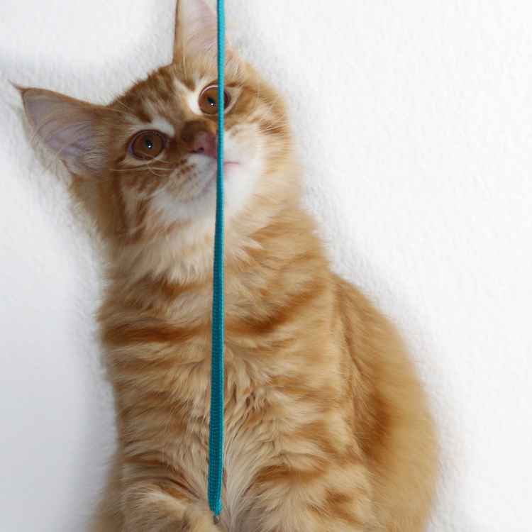 Maine Coon-Kater Sammy - 6 Monate